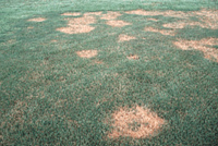 Brown Patch Fungus Turf Diseases