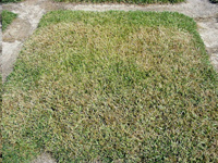 Large Patch Fungus Turf Diseases
